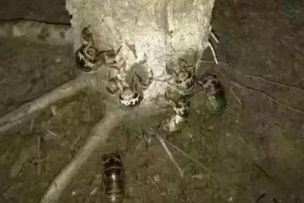 养殖金蝉的方法，夏季注意通风保湿