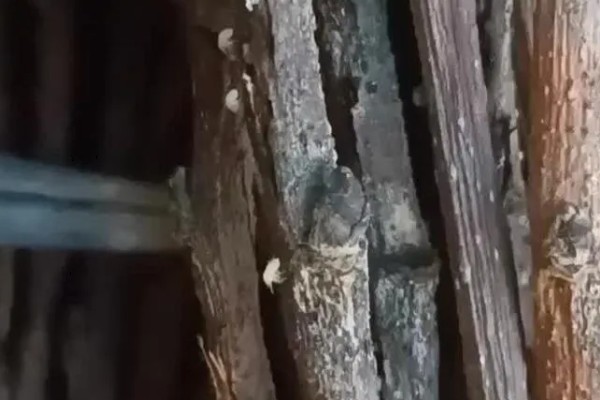 养殖金蝉的方法，夏季注意通风保湿