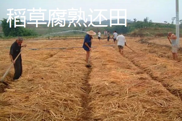 稻草的常见用途，可腐熟还田