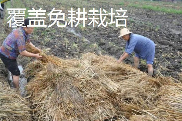 稻草的常见用途，可腐熟还田