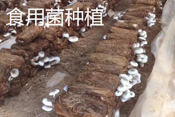 稻草的常见用途，可腐熟还田