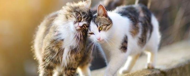 发情猫咪如何护理，需要给其多补充点营养