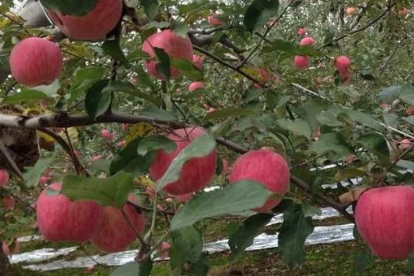 糖心苹果和普通苹果的区别，糖心苹果的果核呈透明状