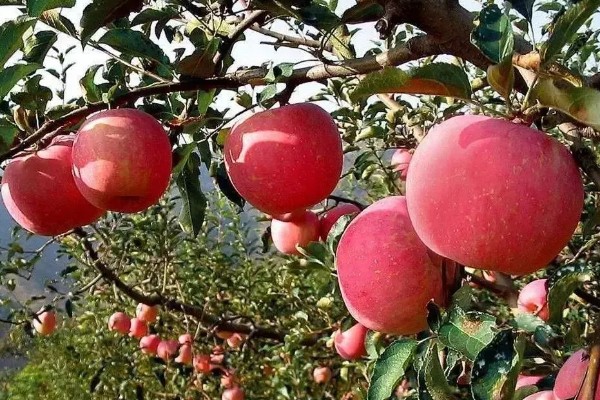 糖心苹果和普通苹果的区别，糖心苹果的果核呈透明状