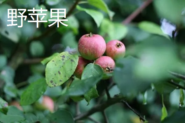 糖心苹果和普通苹果的区别，糖心苹果的果核呈透明状