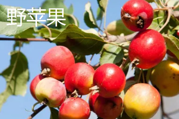 糖心苹果和普通苹果的区别，糖心苹果的果核呈透明状