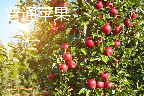 糖心苹果和普通苹果的区别，糖心苹果的果核呈透明状