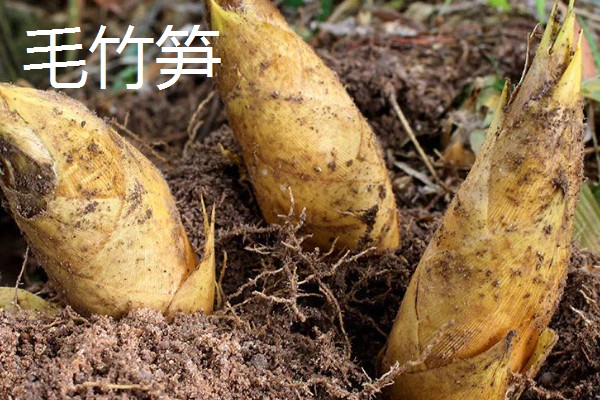 竹笋有什么好品种，尖头青笋、毛竹笋、早竹笋都是优良品种