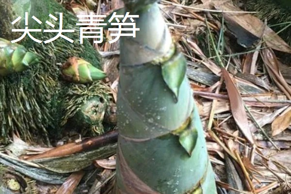竹笋有什么好品种，尖头青笋、毛竹笋、早竹笋都是优良品种