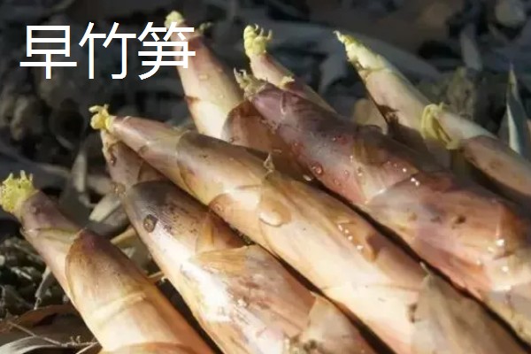 竹笋有什么好品种，尖头青笋、毛竹笋、早竹笋都是优良品种
