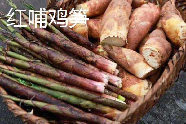 竹笋有什么好品种，尖头青笋、毛竹笋、早竹笋都是优良品种