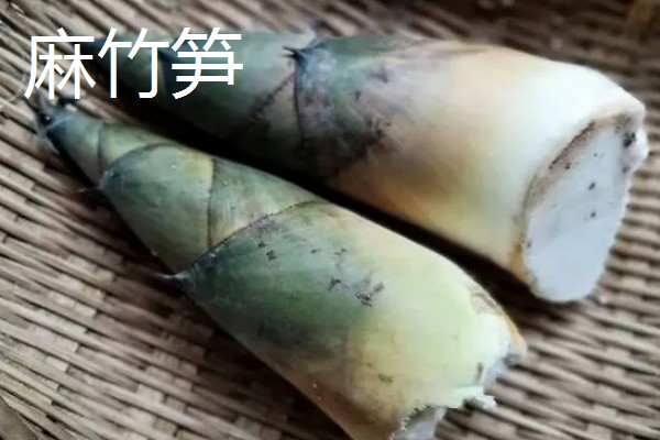 竹笋有什么好品种，尖头青笋、毛竹笋、早竹笋都是优良品种