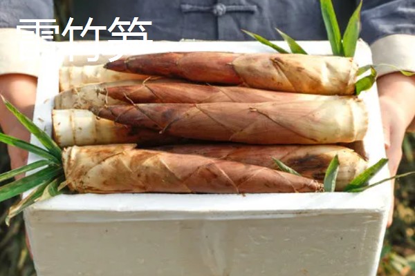 竹笋有什么好品种，尖头青笋、毛竹笋、早竹笋都是优良品种