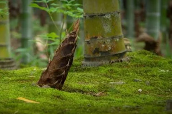 竹笋有什么好品种，尖头青笋、毛竹笋、早竹笋都是优良品种