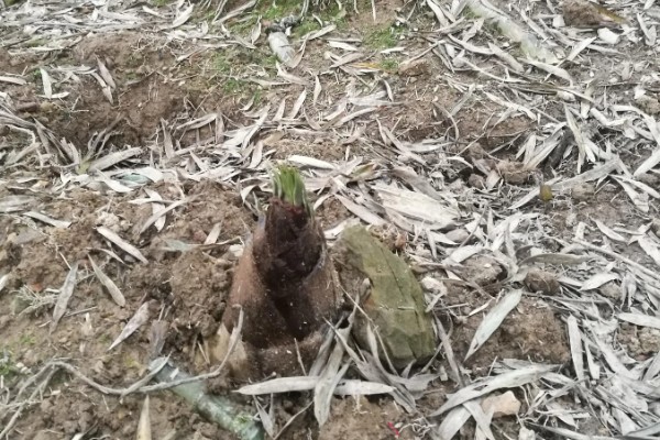 竹笋有什么好品种，尖头青笋、毛竹笋、早竹笋都是优良品种