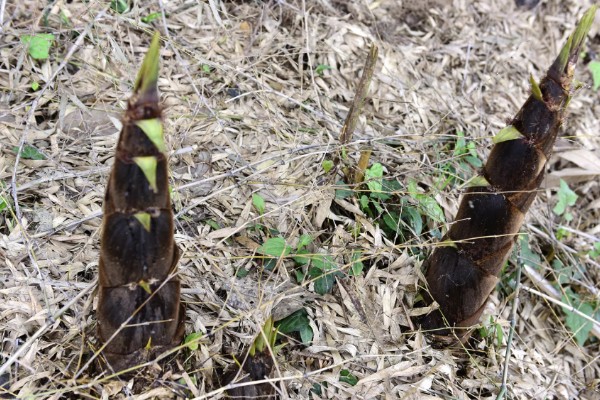 竹笋有什么好品种，尖头青笋、毛竹笋、早竹笋都是优良品种