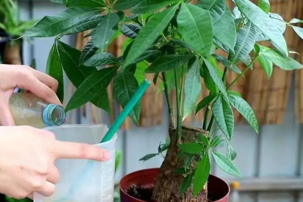 发财树不发新芽怎么处理，可及时更换土壤