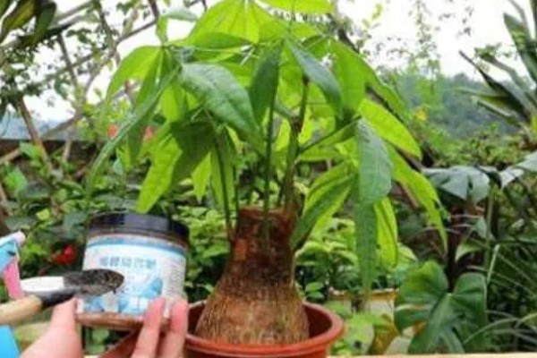 发财树不发新芽怎么处理，可及时更换土壤