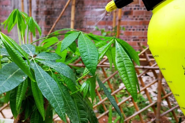 发财树不发新芽怎么处理，可及时更换土壤