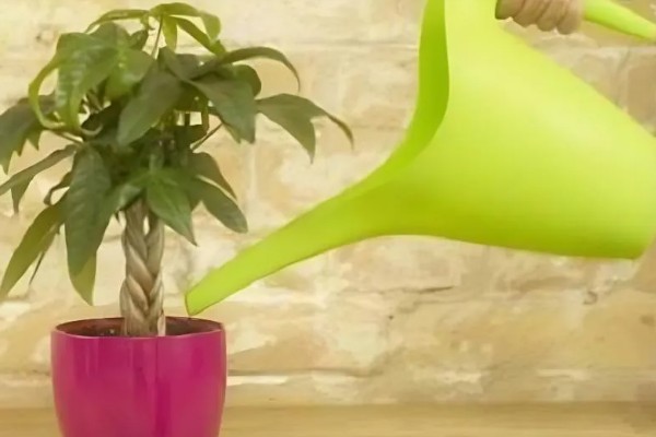 发财树不发新芽怎么处理，可及时更换土壤