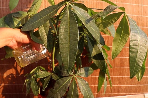 发财树不发新芽怎么处理，可及时更换土壤