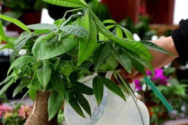 发财树不发新芽怎么处理，可及时更换土壤