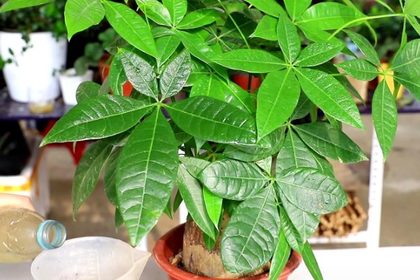 发财树不发新芽怎么处理，可及时更换土壤