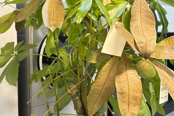 发财树不发新芽怎么处理，可及时更换土壤