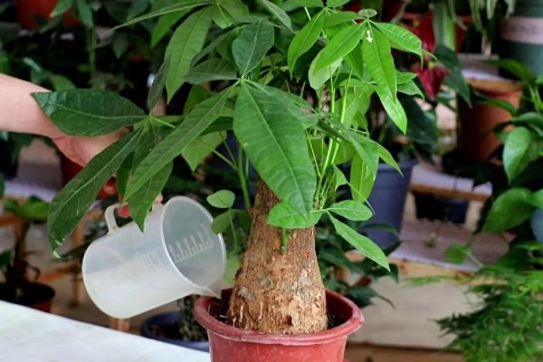 发财树不发新芽怎么处理，可及时更换土壤