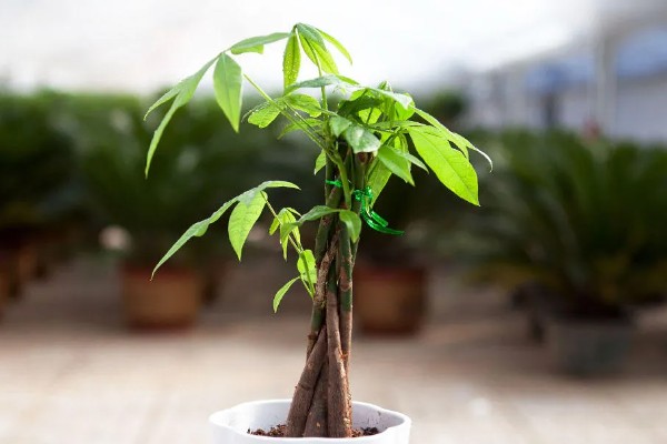 发财树不发新芽怎么处理，可及时更换土壤