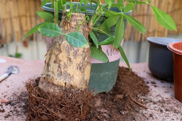 发财树不发新芽怎么处理，可及时更换土壤