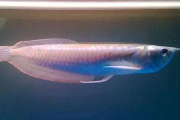 银龙鱼喂什么可以快速生长，要多喂高蛋白食物