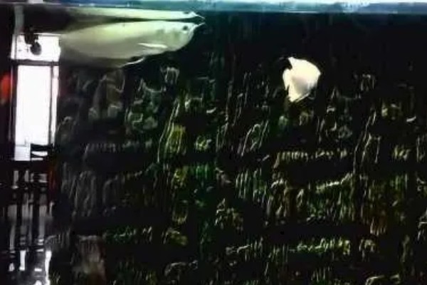 银龙鱼喂什么可以快速生长，要多喂高蛋白食物