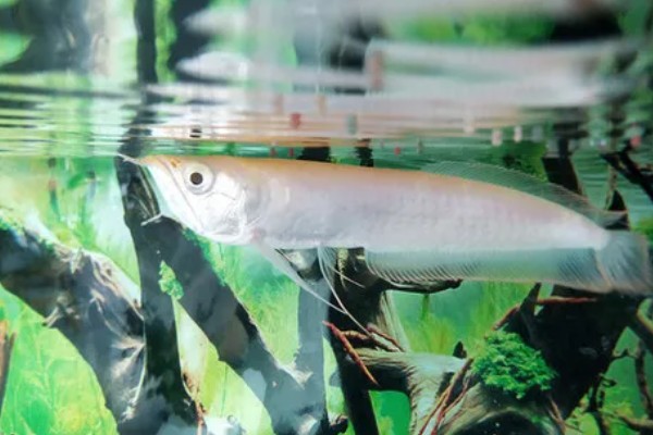 银龙鱼喂什么可以快速生长，要多喂高蛋白食物