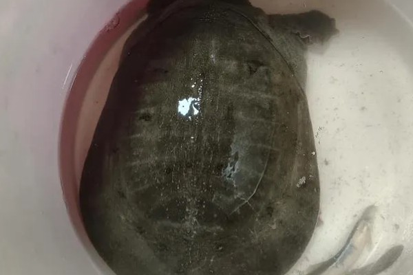 买回来的甲鱼能养几天，充足的食物合适的环境下可活很久