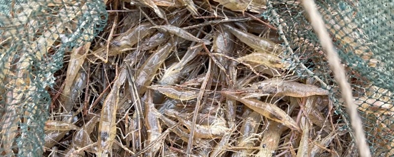 地笼捕河虾选择哪种诱饵，鸡骨头、羊骨头都是适宜选择