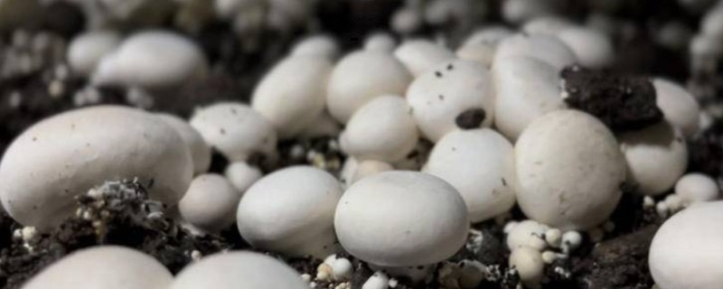 怎么用羊粪种植口蘑，铺好羊粪再接种
