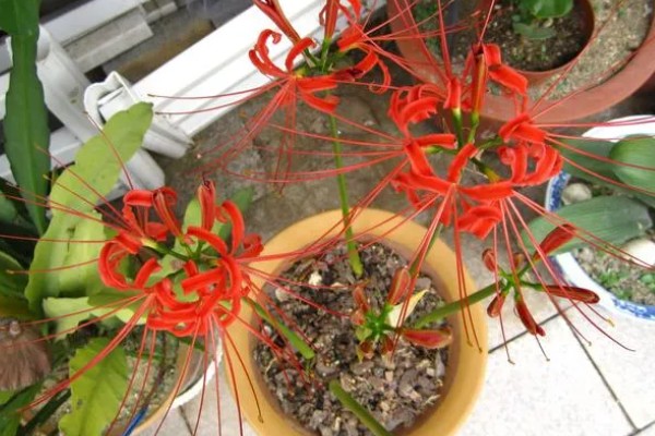 冬天能不能种彼岸花,全年都可以种植