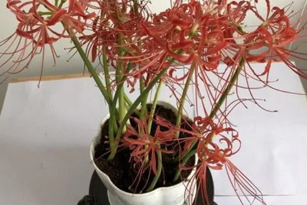 冬天能不能种彼岸花,全年都可以种植