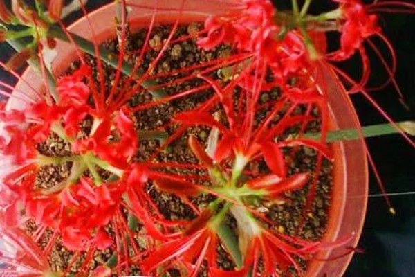 冬天能不能种彼岸花,全年都可以种植