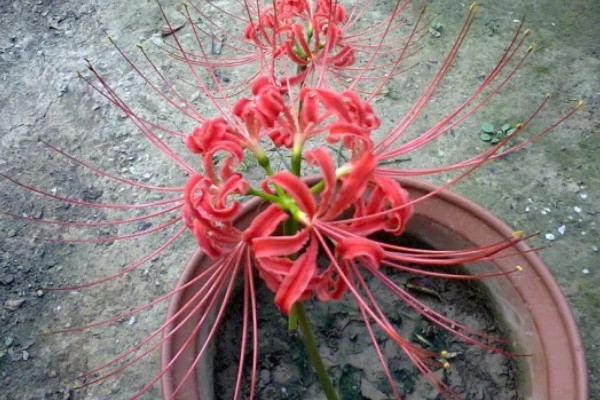 冬天能不能种彼岸花,全年都可以种植