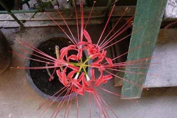 冬天能不能种彼岸花,全年都可以种植