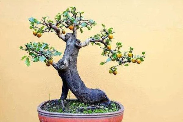 金弹子下山桩的采挖时间,12月份可挖取粗壮的植株
