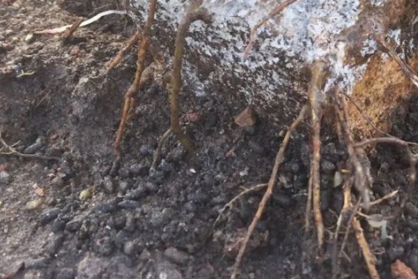 金弹子下山桩的采挖时间,12月份可挖取粗壮的植株