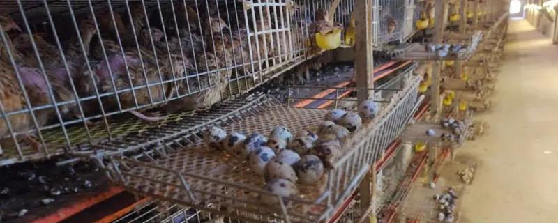 大棚鹌鹑怎么养殖，对仔鹌鹑投喂粗料