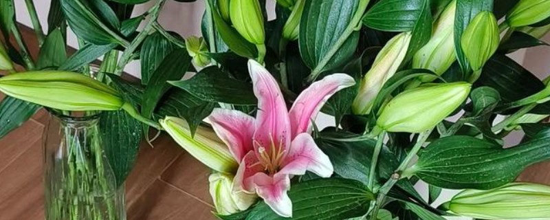 怎么养殖盆栽百合花，每隔3-5天给植株浇水一次