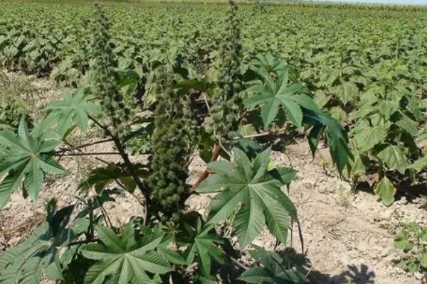 能不能种蓖麻，用途较多允许种植