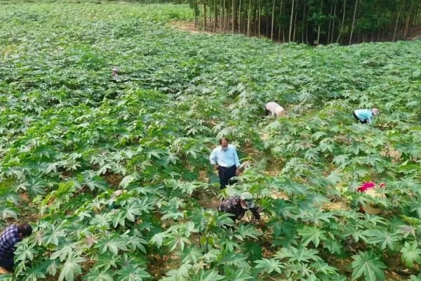 能不能种蓖麻，用途较多允许种植