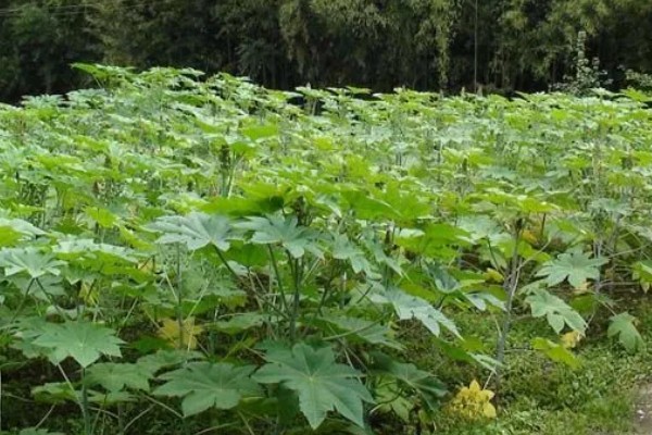 能不能种蓖麻，用途较多允许种植