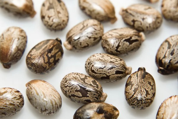 能不能种蓖麻，用途较多允许种植